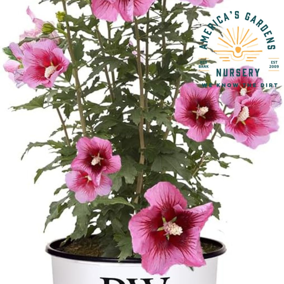 Red Pillar Rose of Sharon - America's Gardens Nursery