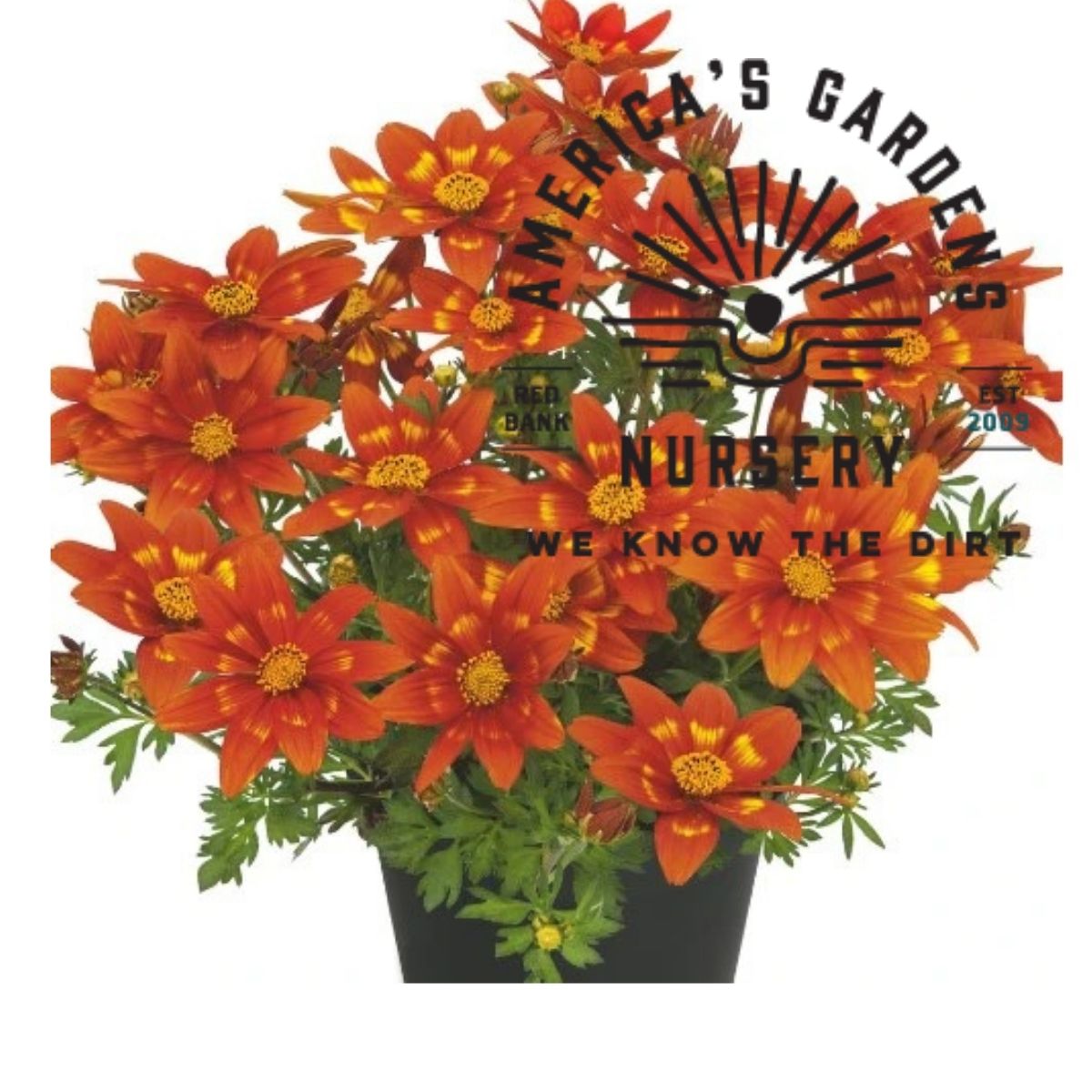 Red Popstar Bidens - America's Gardens Nursery
