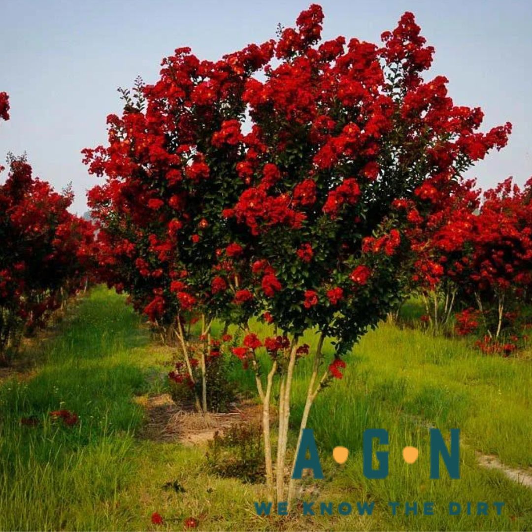 Red Rocket Crepe Myrtle - America's Gardens Nursery