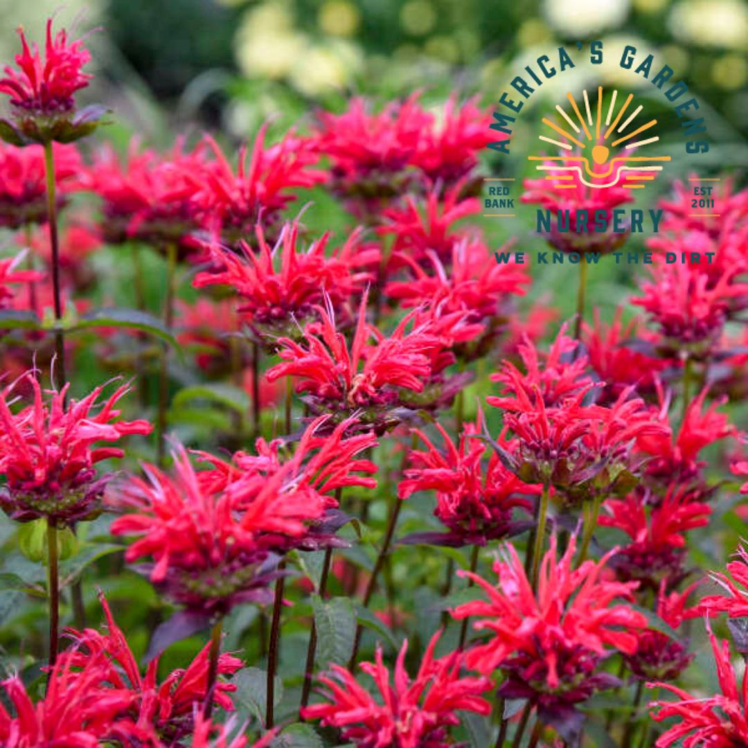 Red Velvet Bee Balm - America's Gardens Nursery