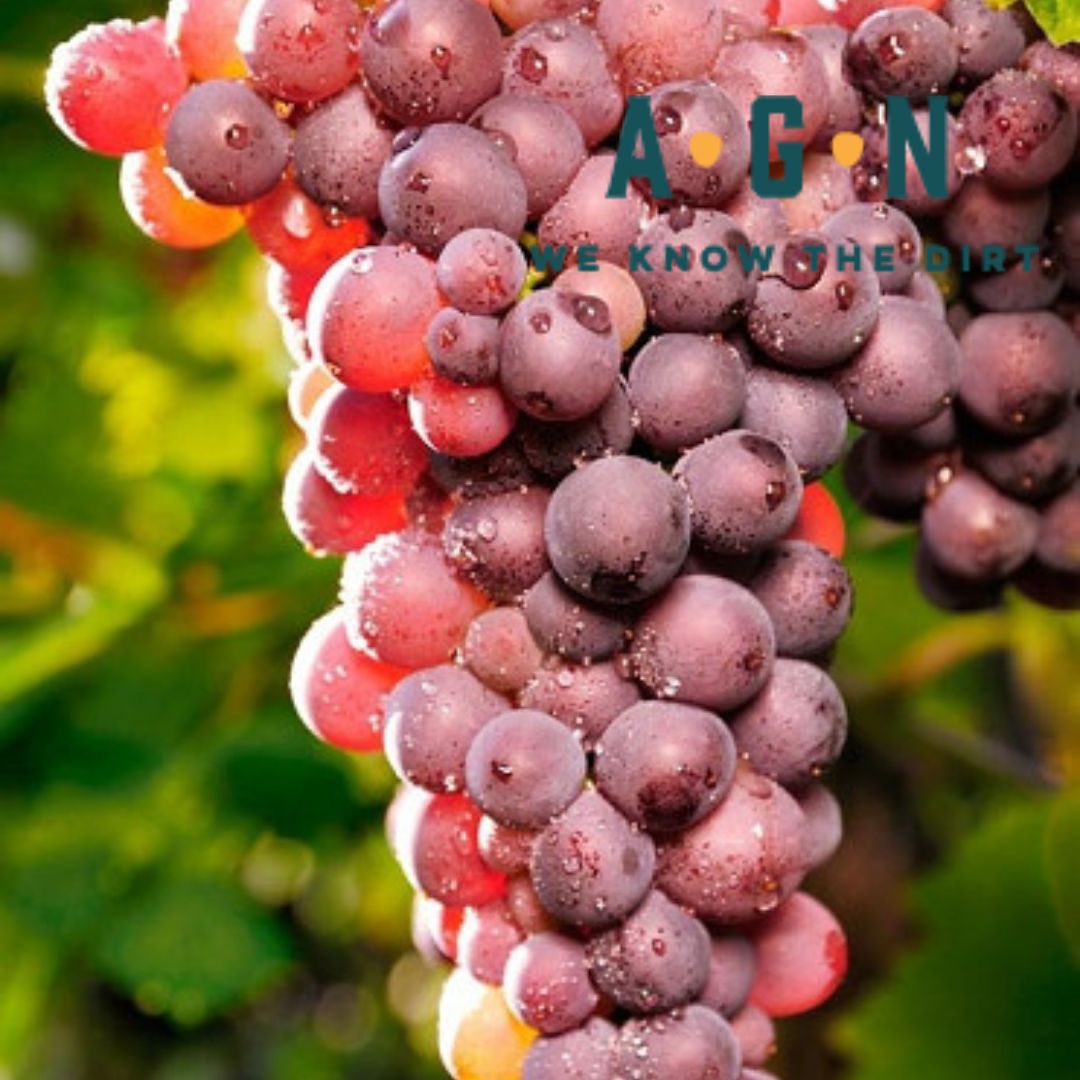Reliance Grape Vine - America's Gardens Nursery