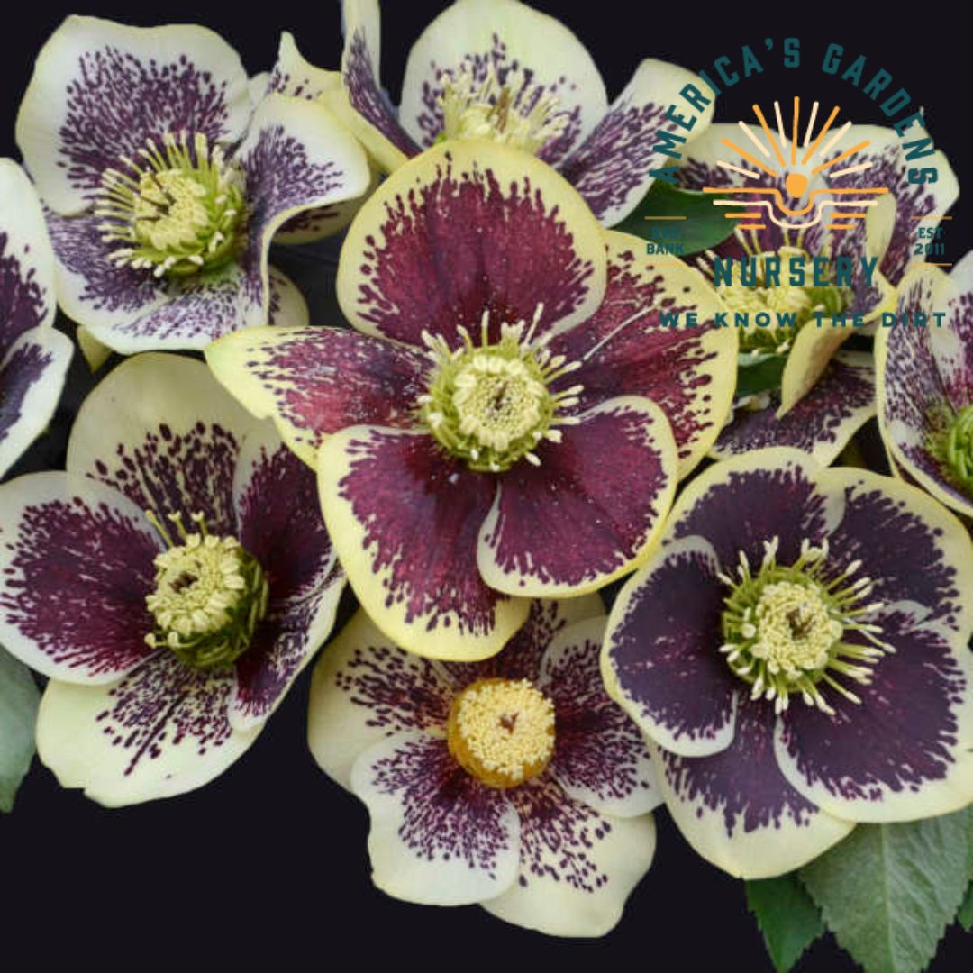 Rio Carnival Helleborus (Lenten Rose) - America's Gardens Nursery