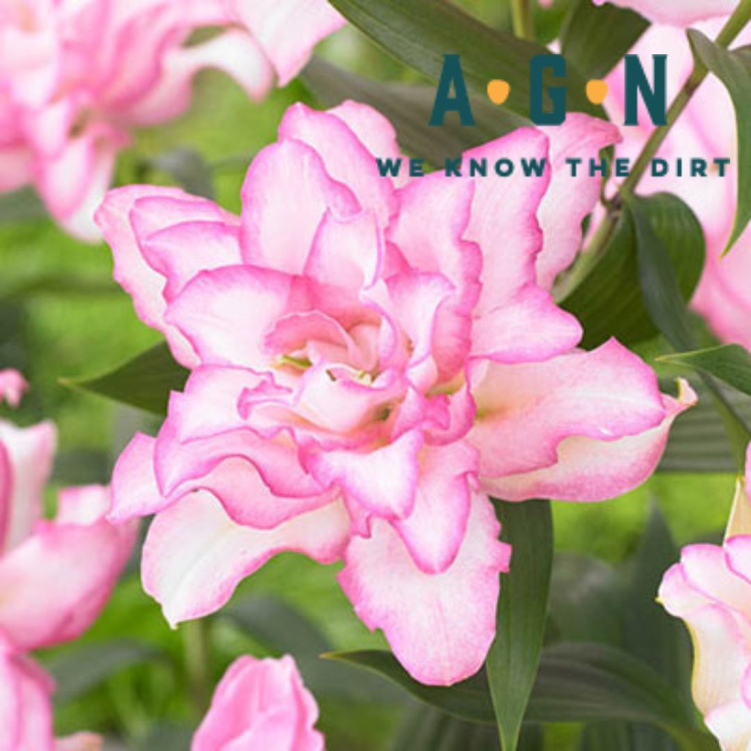 Roselily Anouska - America's Gardens Nursery