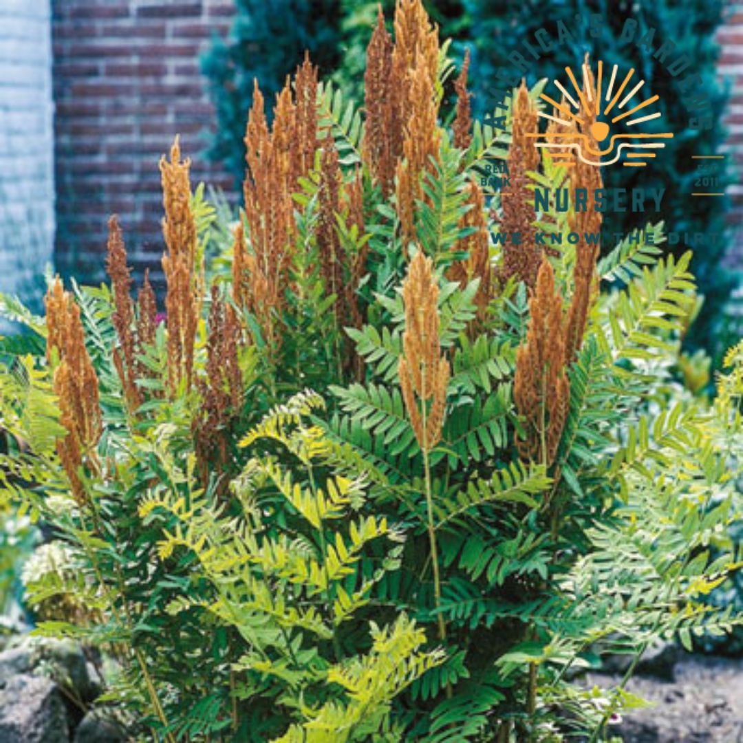 Royal Fern - America's Gardens Nursery