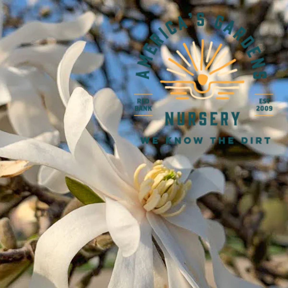 Royal Star Magnolia - America's Gardens Nursery