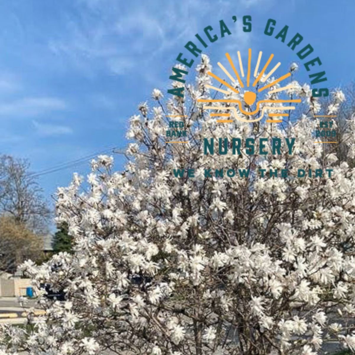 Royal Star Magnolia - America's Gardens Nursery