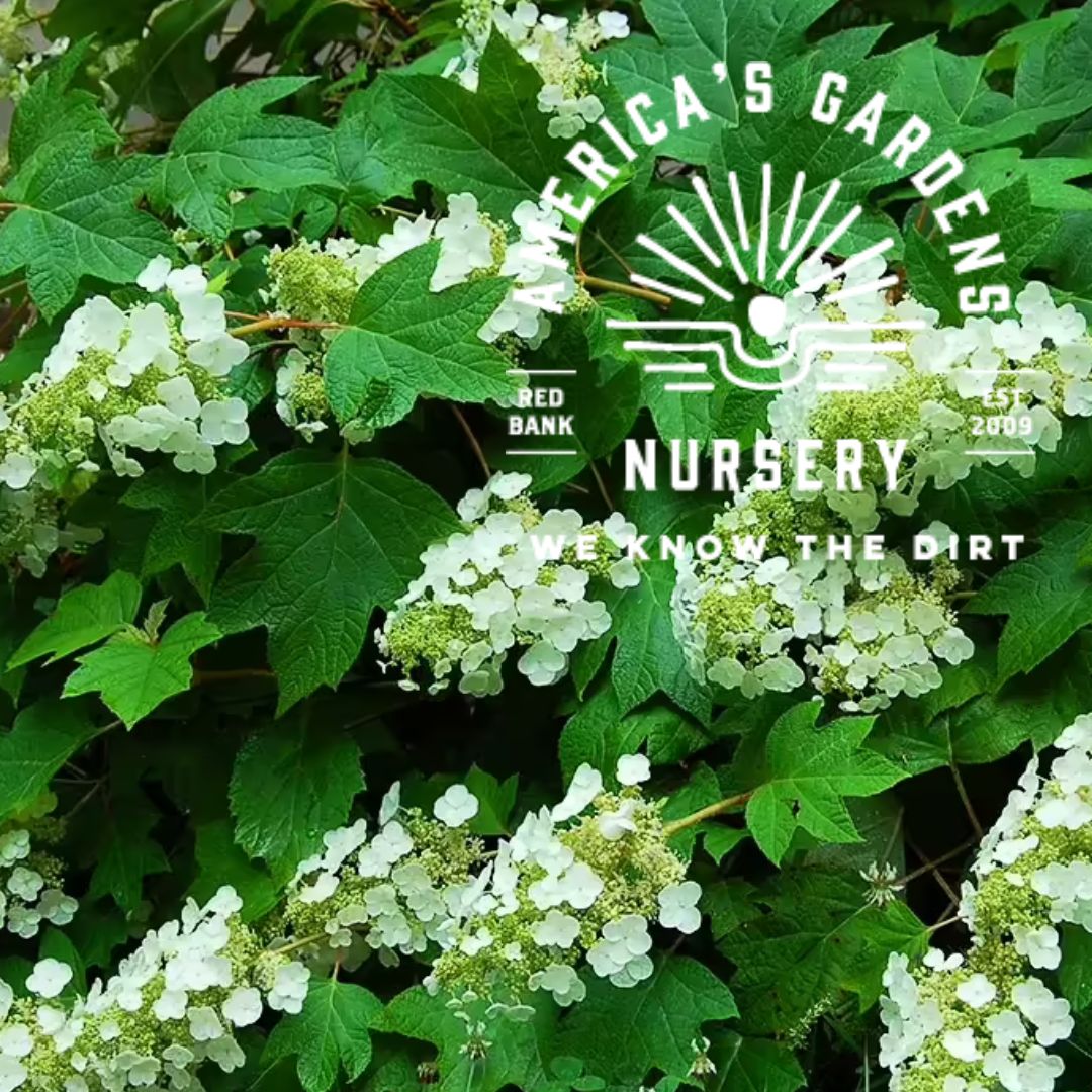 Ruby Slippers Oakleaf Hydrangea - America's Gardens Nursery