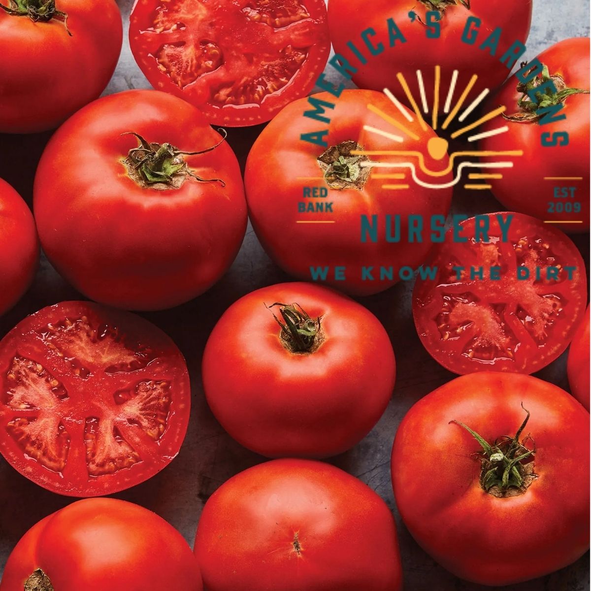 Rutgers Tomato Plant - America's Gardens Nursery