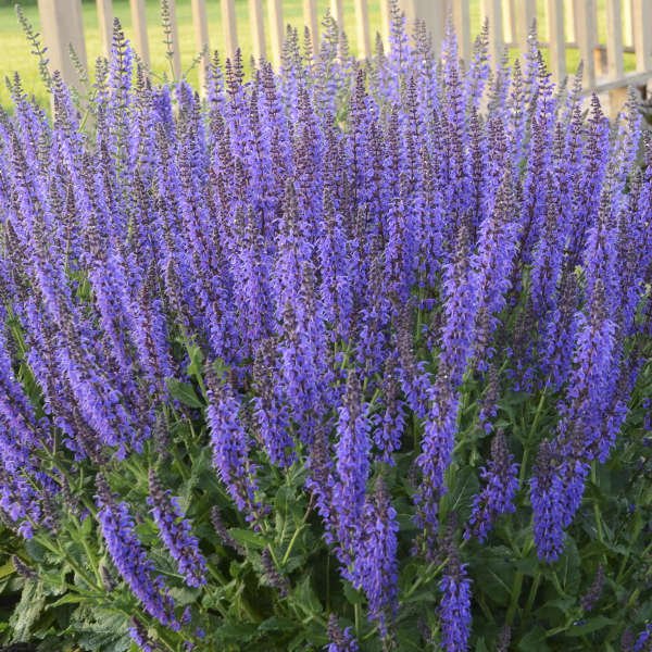 Sallyrosa April Night Salvia - America's Gardens Nursery
