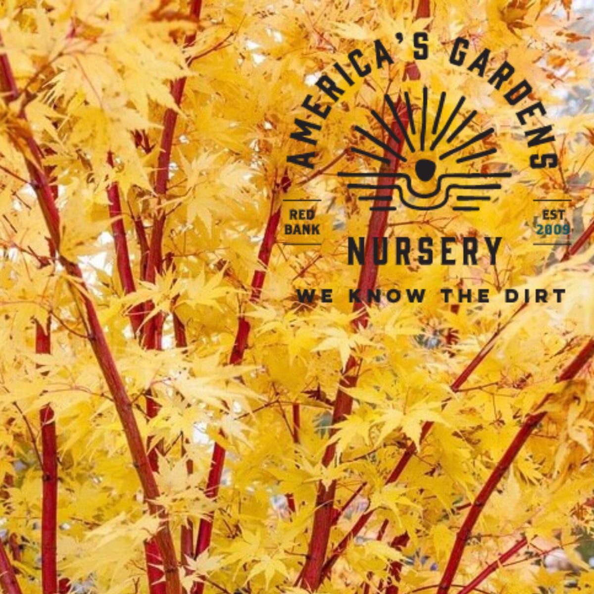 Sango Kaku (Coral Bark) Japanese Maple Tree - America's Gardens Nursery