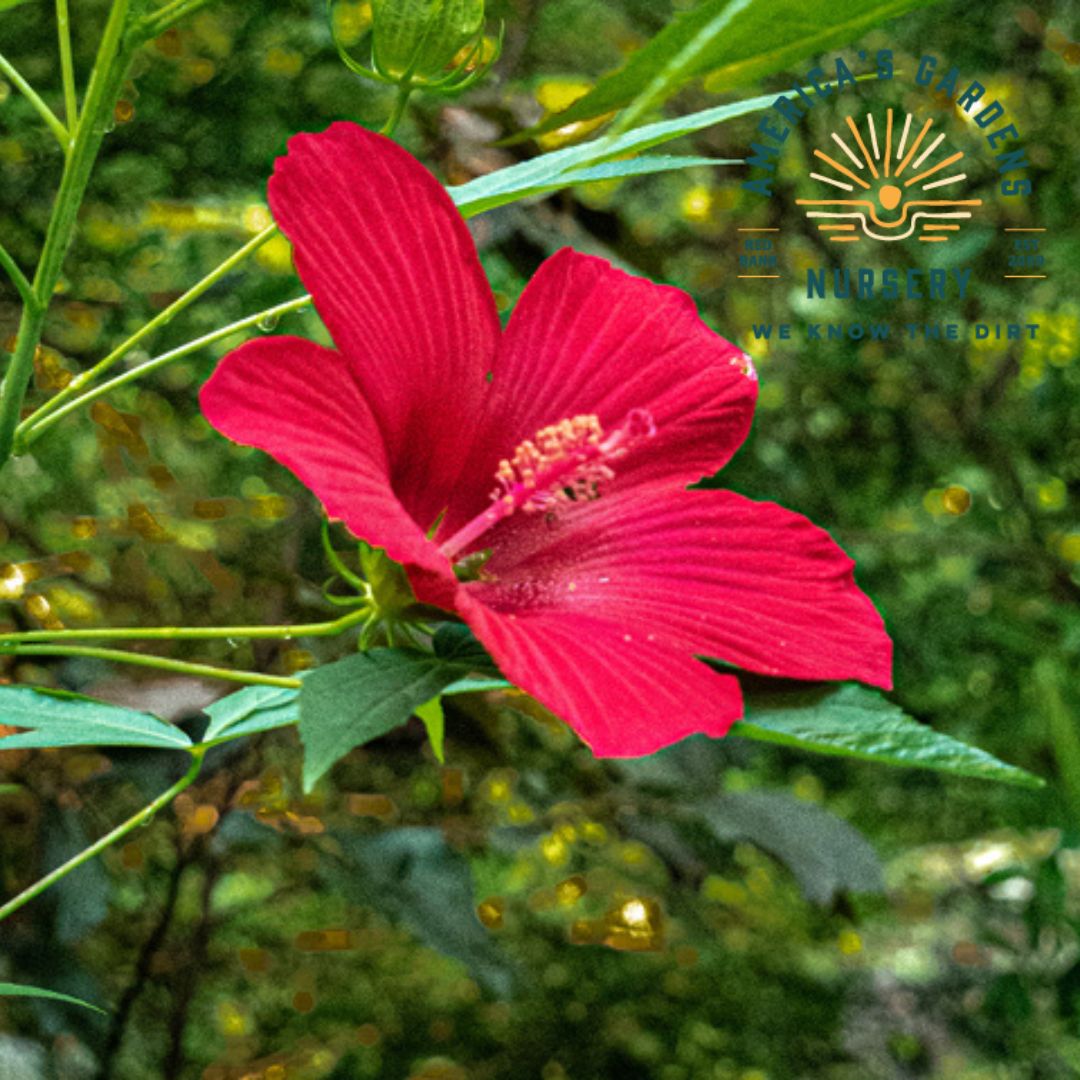 Scarlet Rosemallow (Swamp Hibiscus) - America's Gardens Nursery
