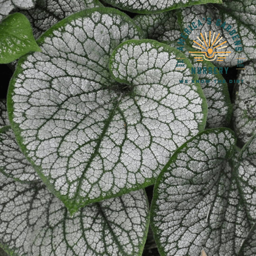 Sea Heart Brunerra - America's Gardens Nursery