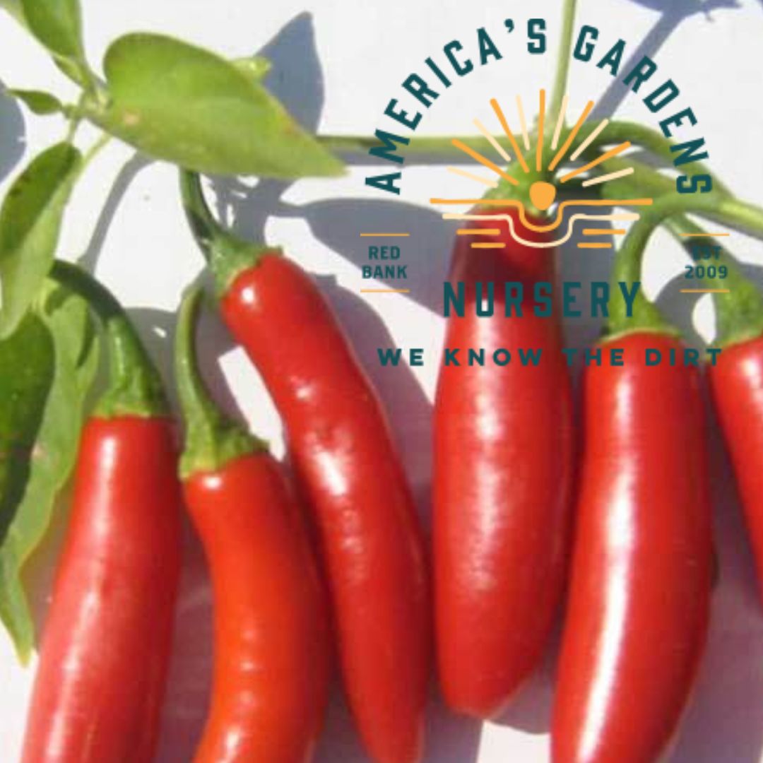 Serrano Tampiqueno Hot Pepper - America's Gardens Nursery