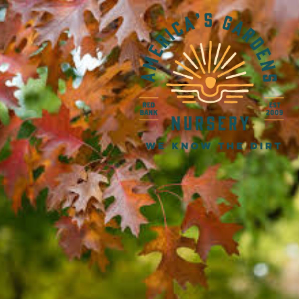 Shumard Red Oak - America's Gardens Nursery