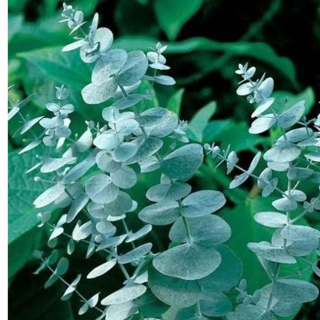 Silver Dollar Eucalyptus - America's Gardens Nursery
