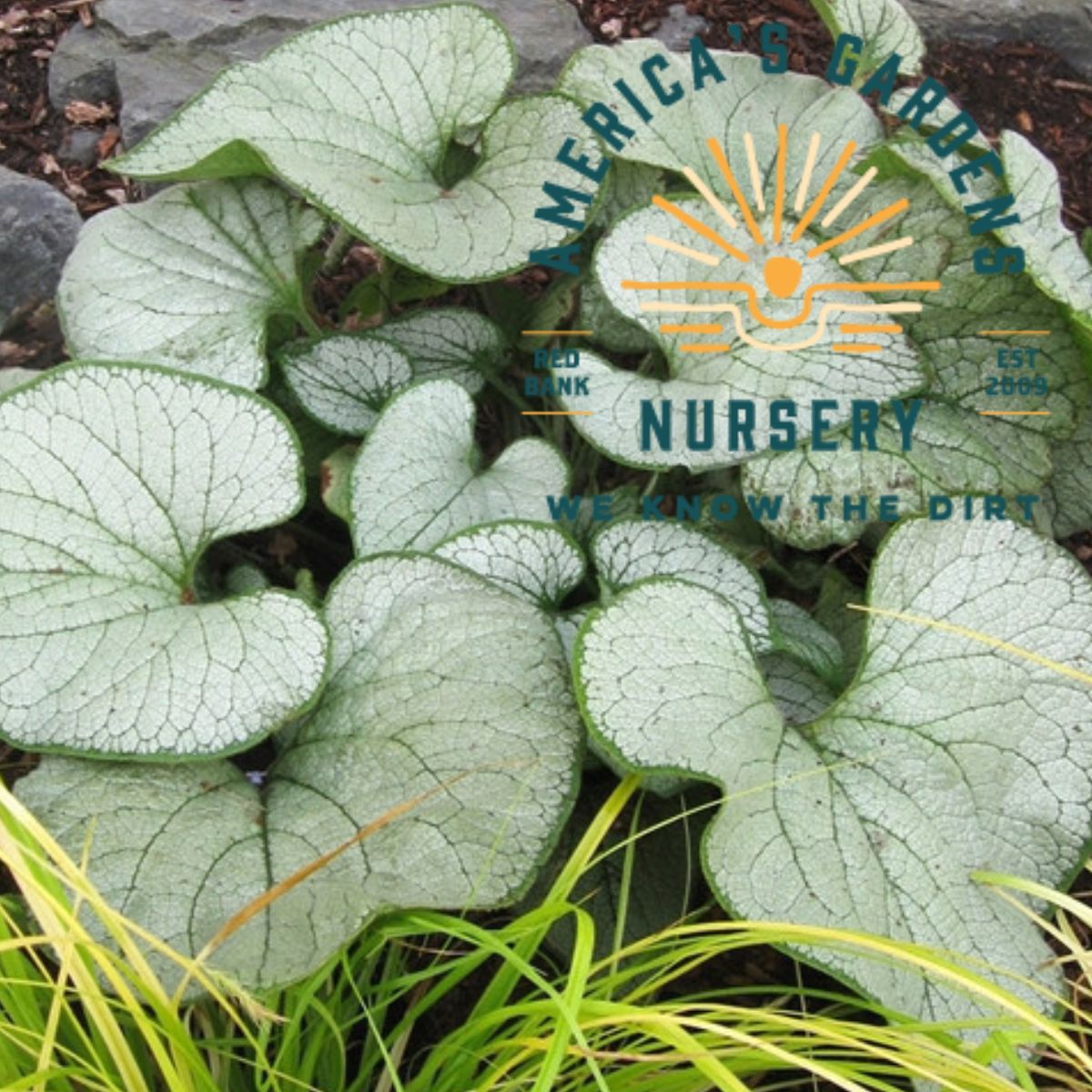 Silver Heart Brunnera - America's Gardens Nursery