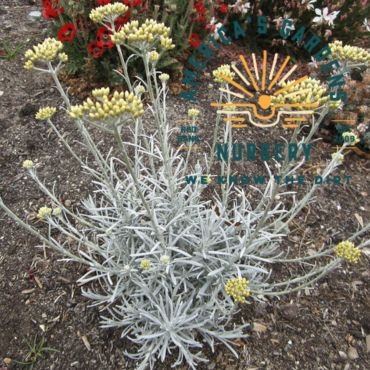 Silver Theads Helichrysum (Curry Plant) - America's Gardens Nursery