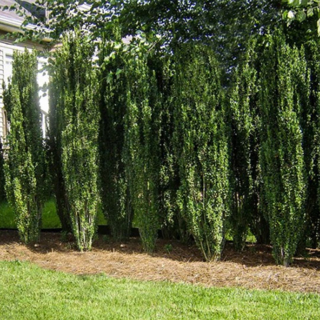 Sky Pencil Holly - America's Gardens Nursery