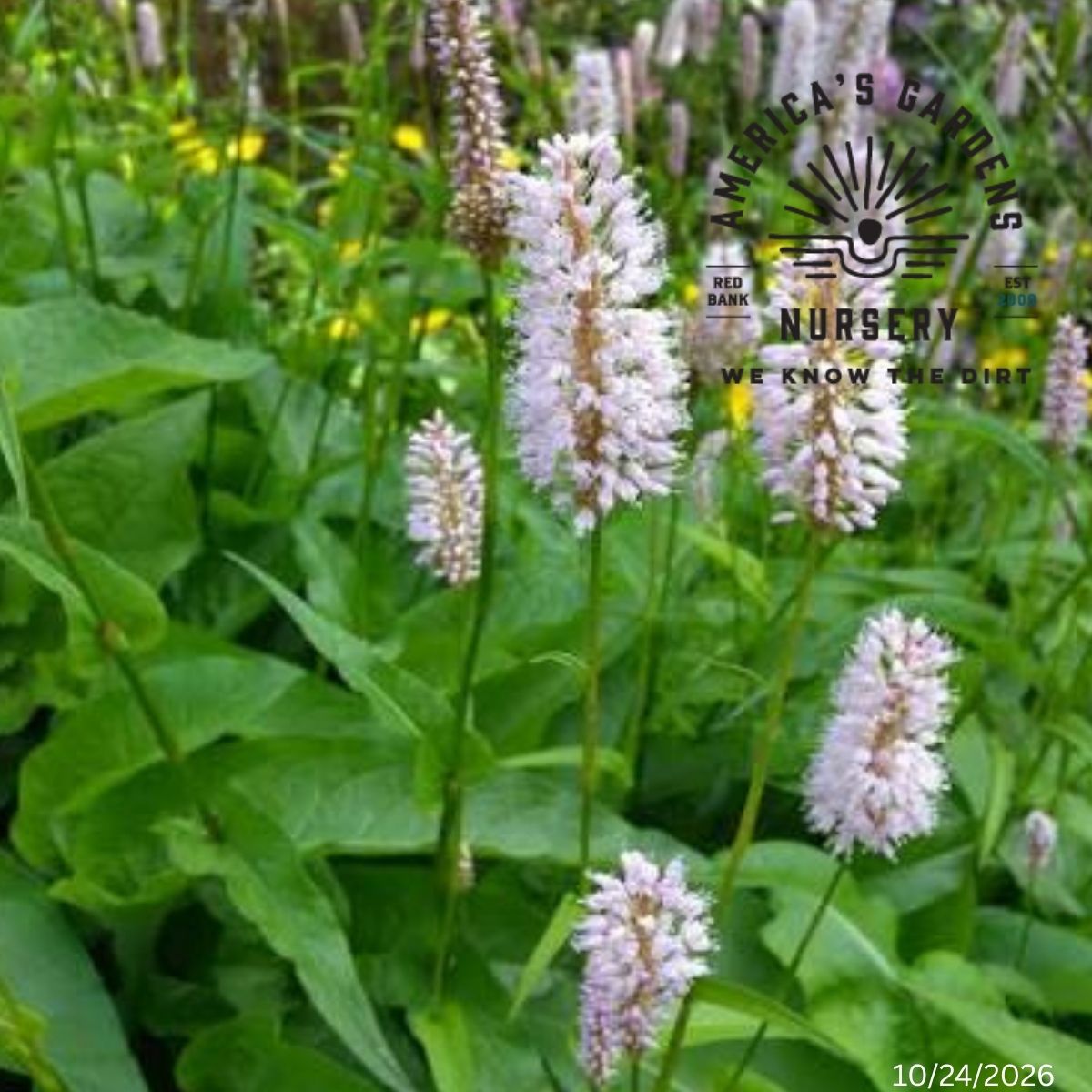 Snakeroot (Meadow Bistort) - America's Gardens Nursery