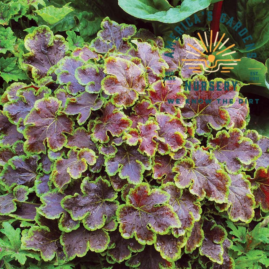 Solar Eclipse Heucherella - America's Gardens Nursery