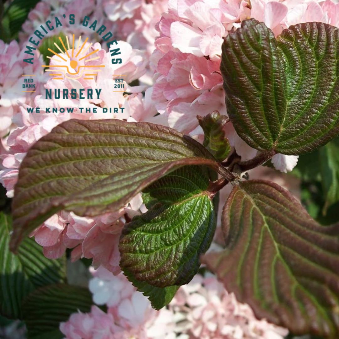 Sparkling Pink Champagne Viburnum - America's Gardens Nursery