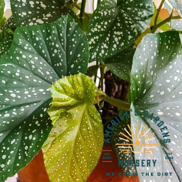 Speckled Angel Wing Begonia - America's Gardens Nursery