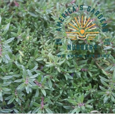 Spicy Orange Thyme - America's Gardens Nursery