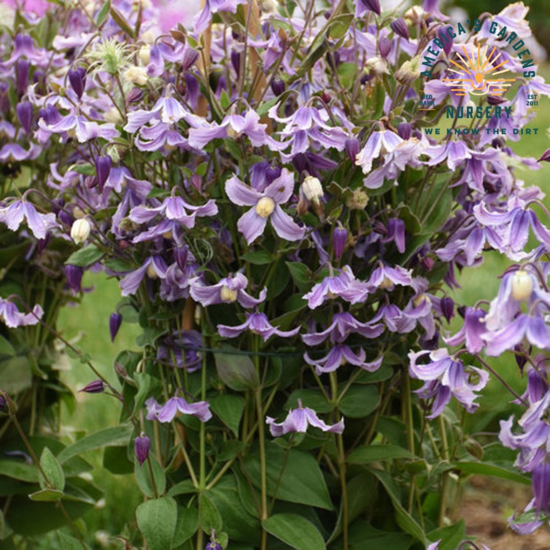 Stand By Me Clematis - America's Gardens Nursery