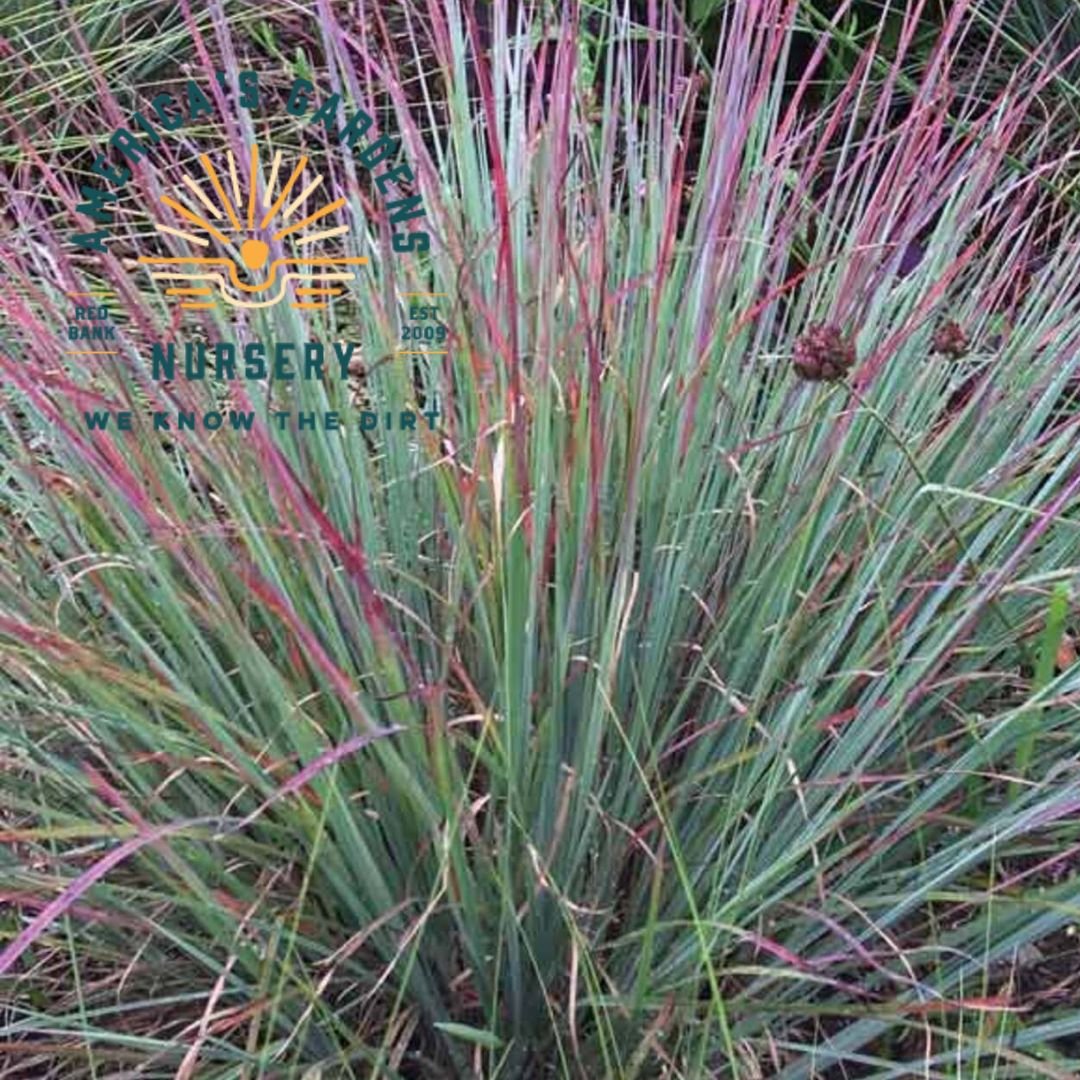 Standing Ovation, Little Bluestem Grass - America's Gardens Nursery