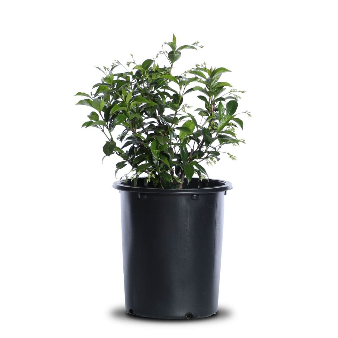 Star Madison Hardy Jasmine - America's Gardens Nursery