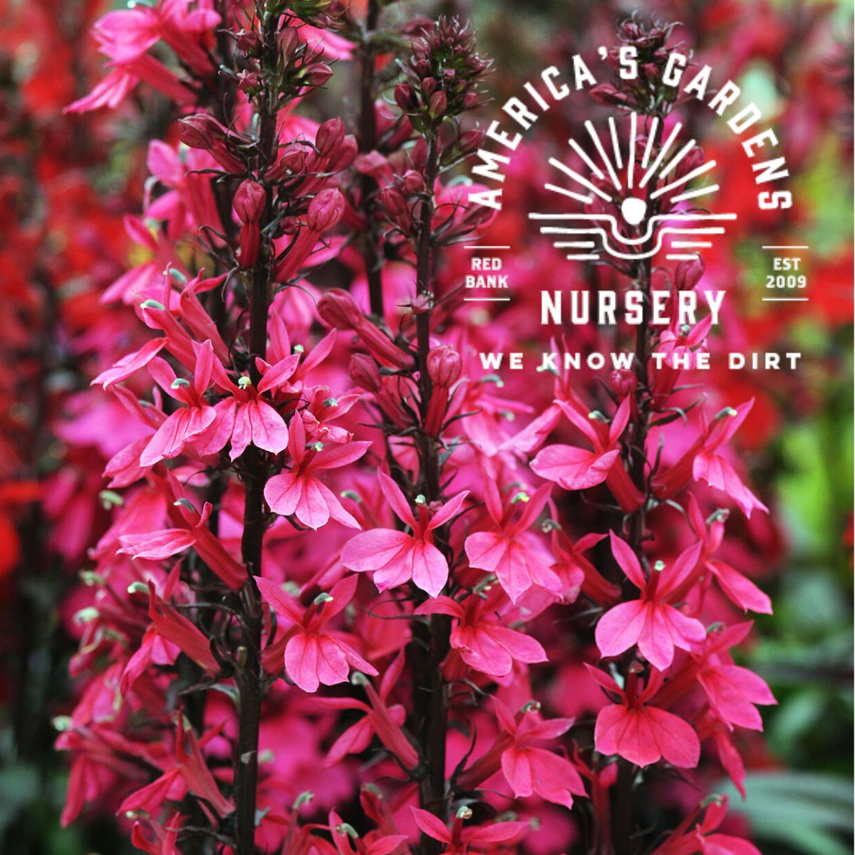 Starship Rose Lobelia - America's Gardens Nursery