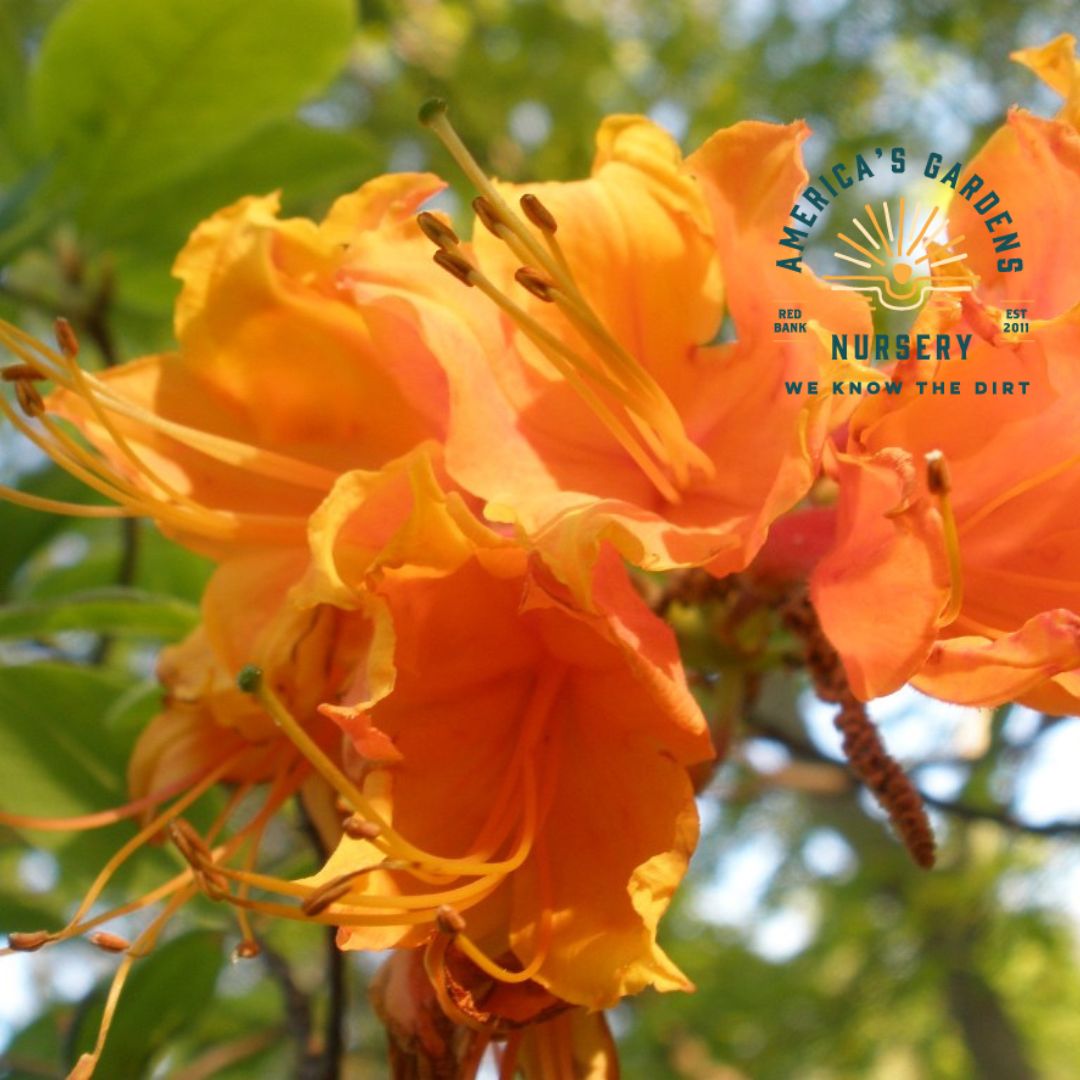 Stonewall Jackson Native Azalea - America's Gardens Nursery