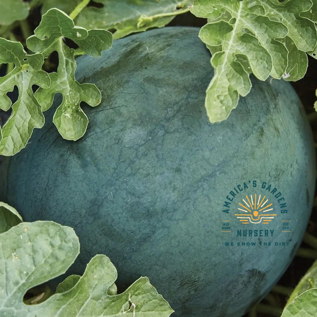 Sugar Baby Watermelon Plant - America's Gardens Nursery