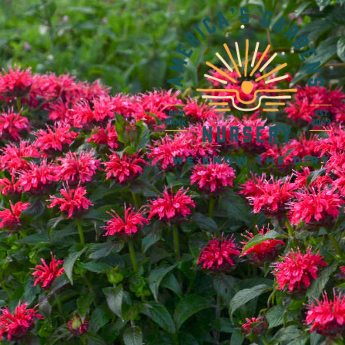 Sugar Buzz Cherry Pops Bee Balm - America's Gardens Nursery