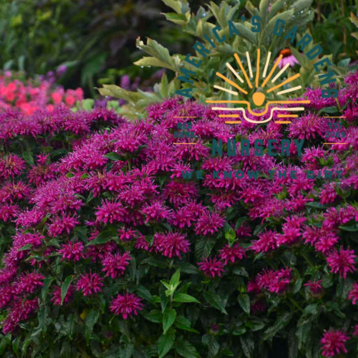 Sugar Buzz Grape Gumball Bee Balm - America's Gardens Nursery