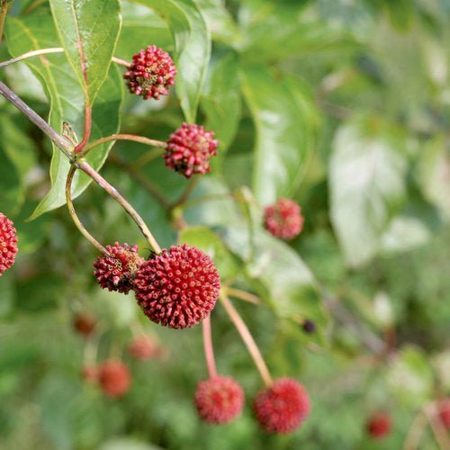 Sugar Shack Buttonbush - America's Gardens Nursery
