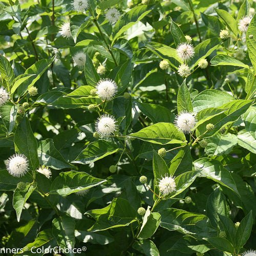 Sugar Shack Buttonbush - America's Gardens Nursery