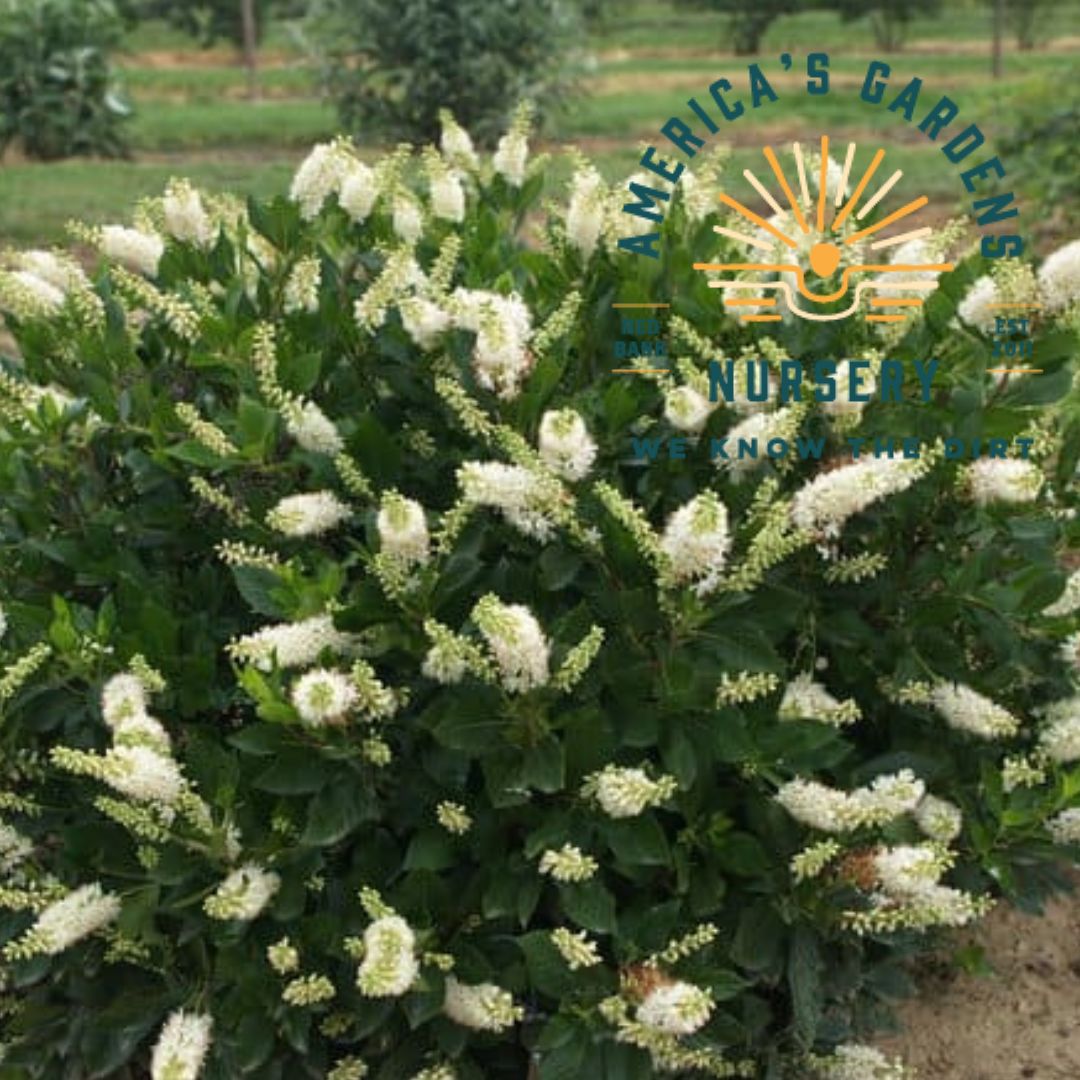 Sugarina Clethra (Summersweet) - America's Gardens Nursery
