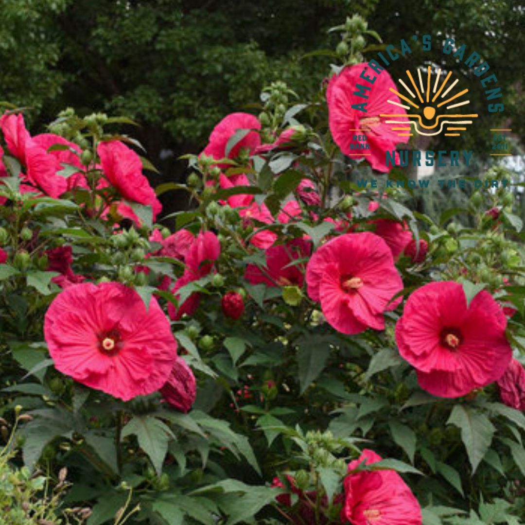 Summer In Paradise Hardy Hibiscus (Rosemallow) - America's Gardens Nursery