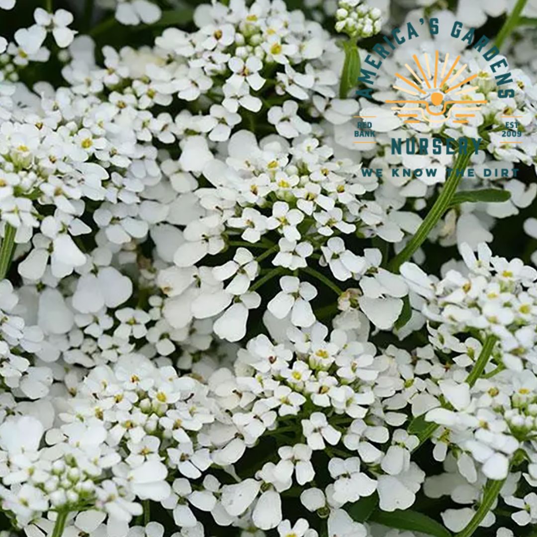 Summer Snowdrift Candytuft - America's Gardens Nursery