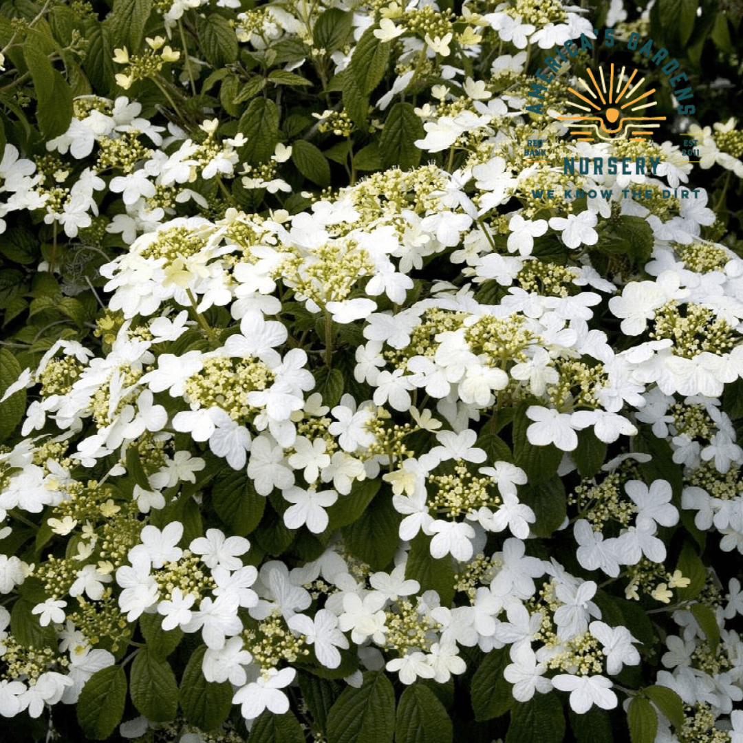 Summer Snowflake Viburnum - America's Gardens Nursery