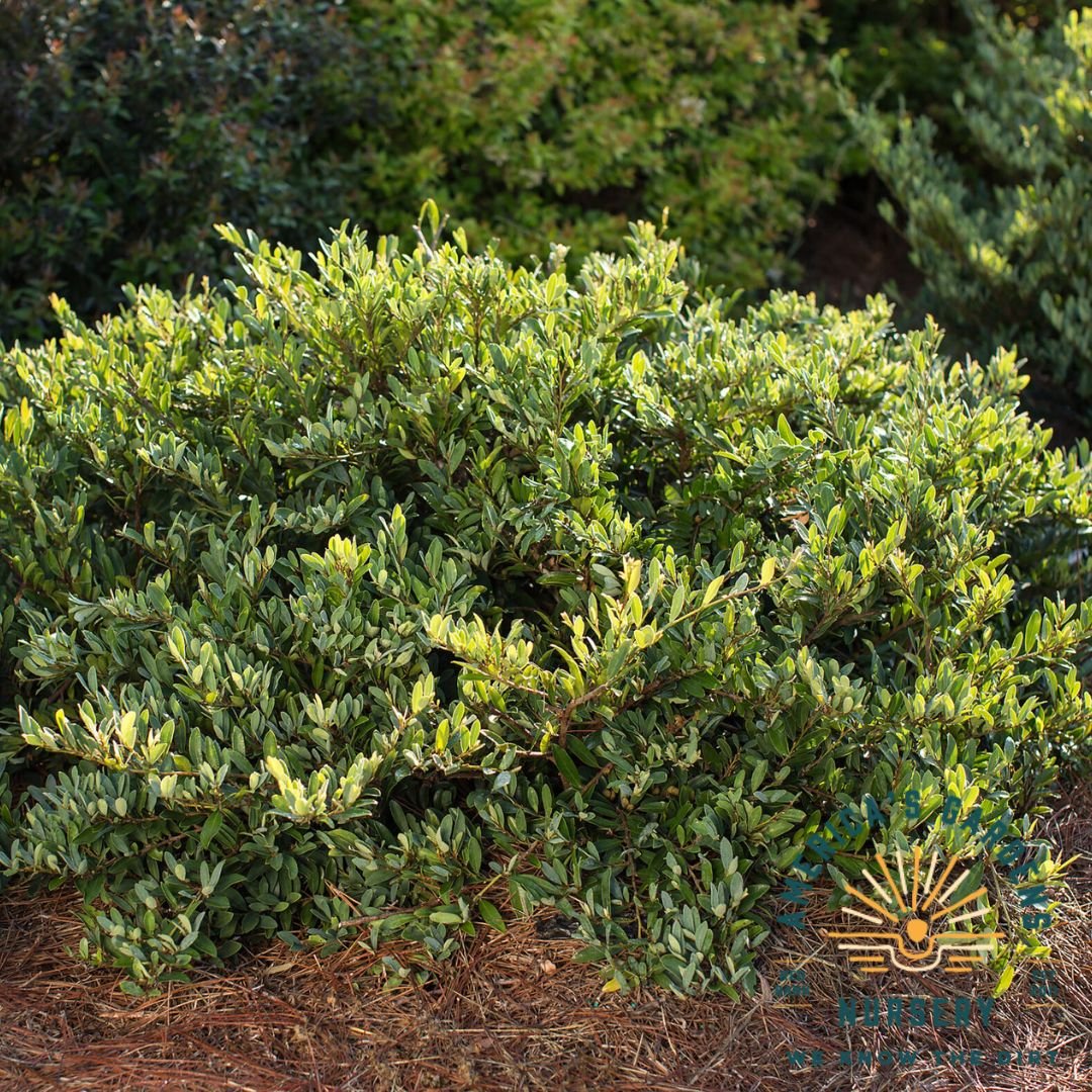 Swing Low Distylium - America's Gardens Nursery