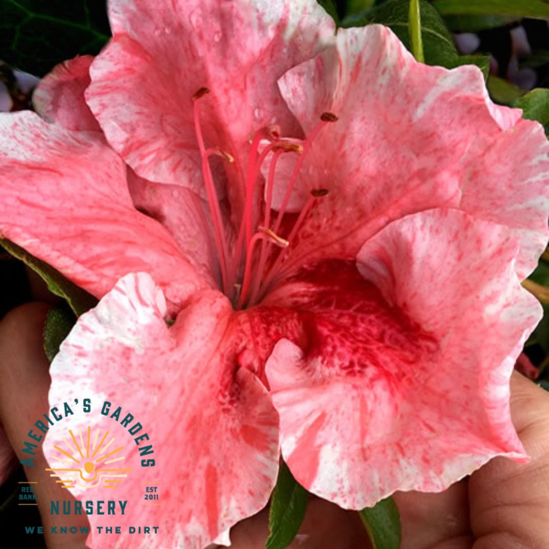Tama - No - Hada Azalea Bonsai - America's Gardens Nursery