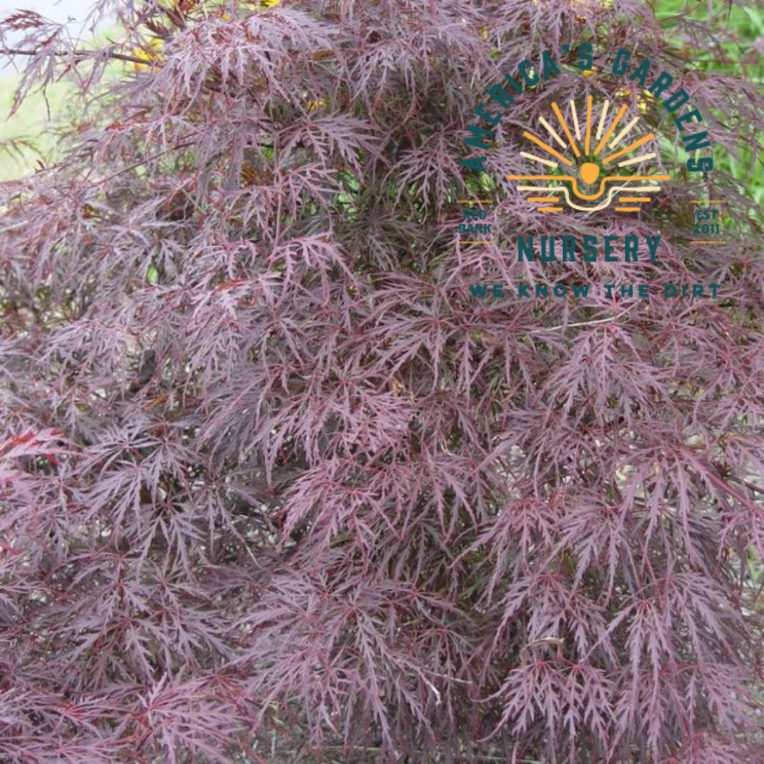 Tamukeyama Japanese Maple - America's Gardens Nursery