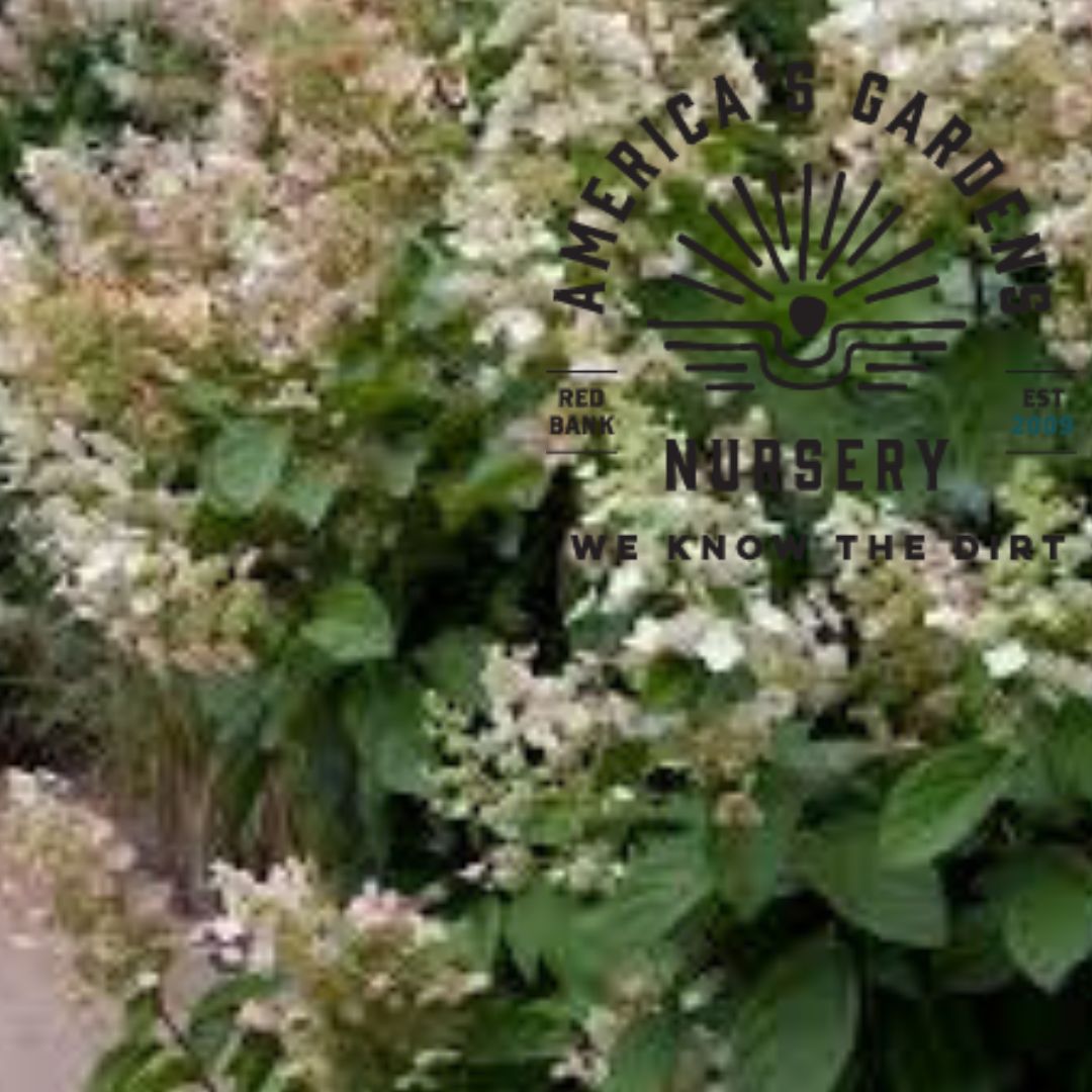 Tardiva Hydrangea - America's Gardens Nursery