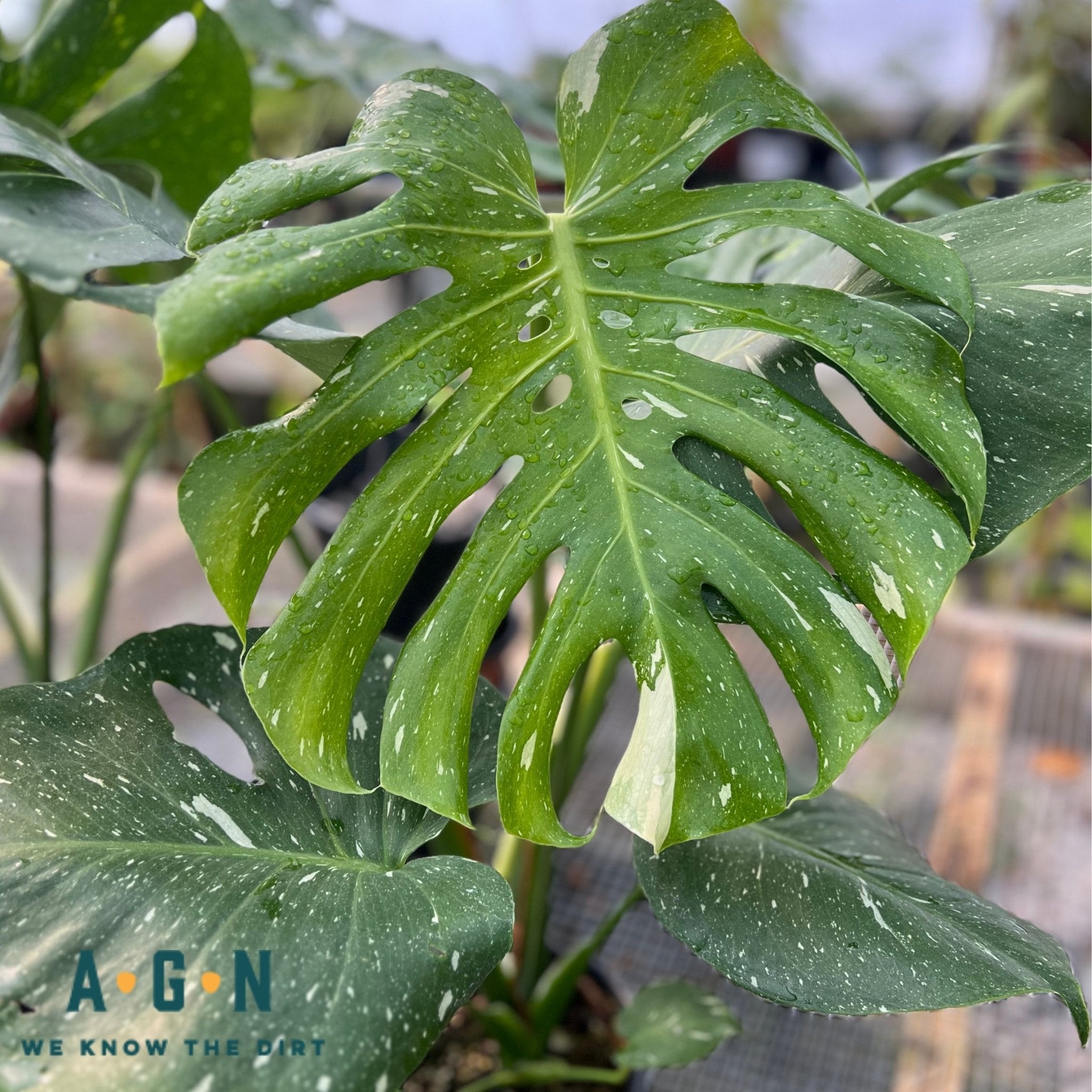Thai Constellation Monstera - America's Gardens Nursery