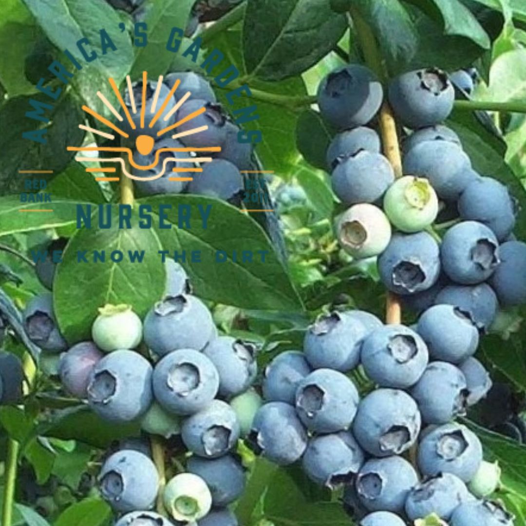Tiffblue Rabbiteye Blueberry Plant - America's Gardens Nursery