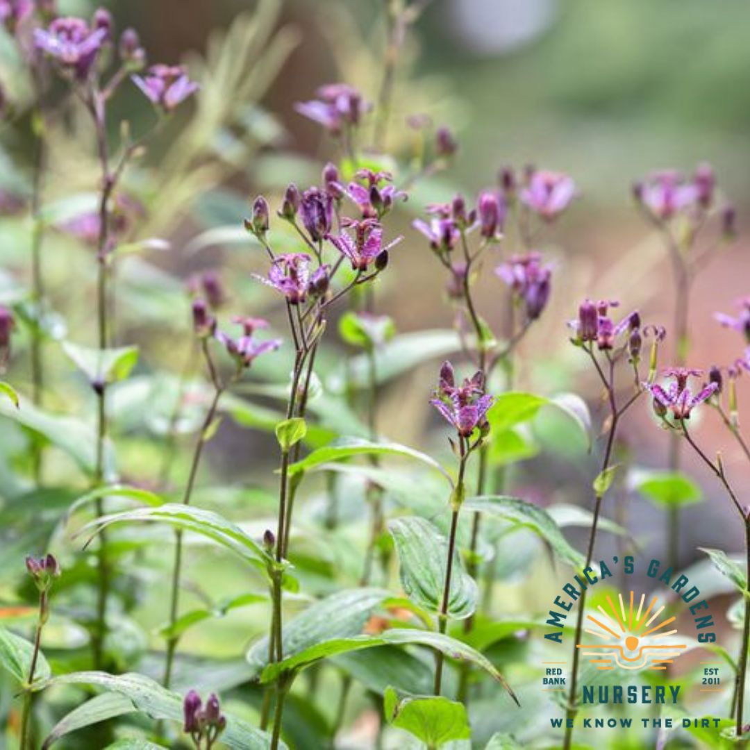 Toad Lily - America's Gardens Nursery