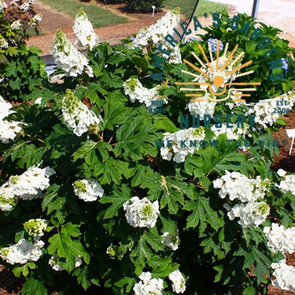 Toy Soldier Oak Leaf Hydrangea - America's Gardens Nursery