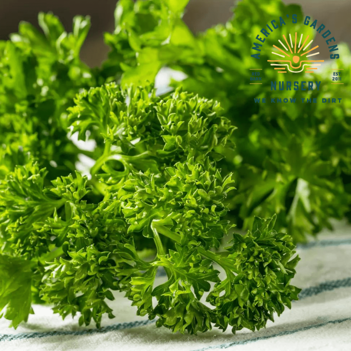 Triple Curly Parsley - America's Gardens Nursery